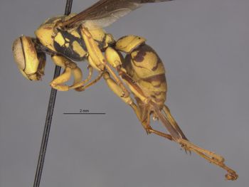 Media type: image;   Entomology 33159 Aspect: habitus lateral view